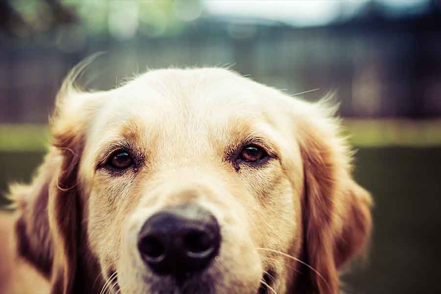 Pet Portraits